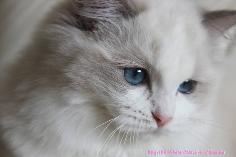 White Yasmine BIS Kitten Portugal